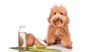 Dog coconut oil