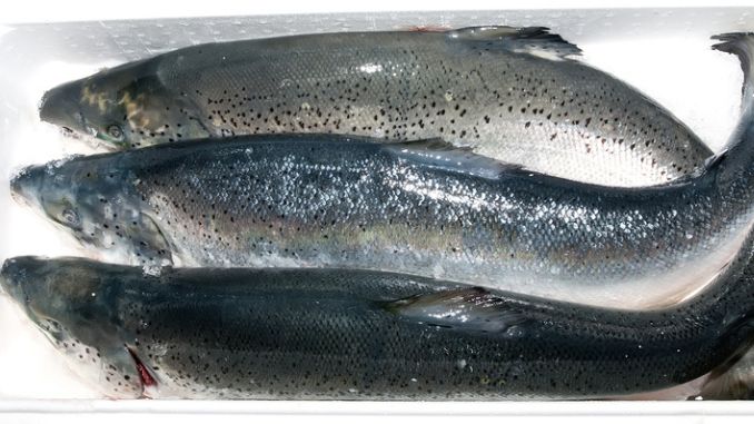 fresh-frozen-salmon-Healthy Foods You Should Stock 