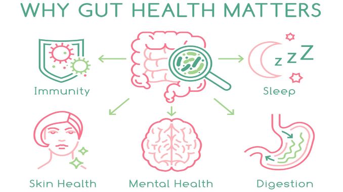 The Impact of Vitamins for Gut Health - Vitamins for Gut Health